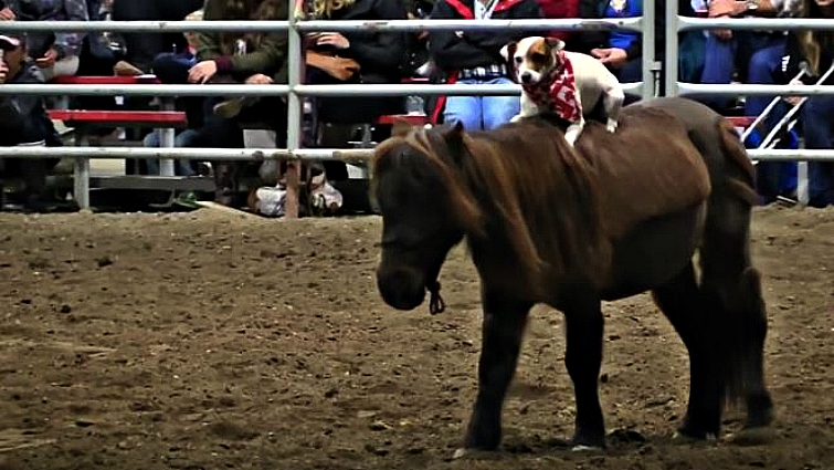 Spanky miniature horse with Dally terrier
