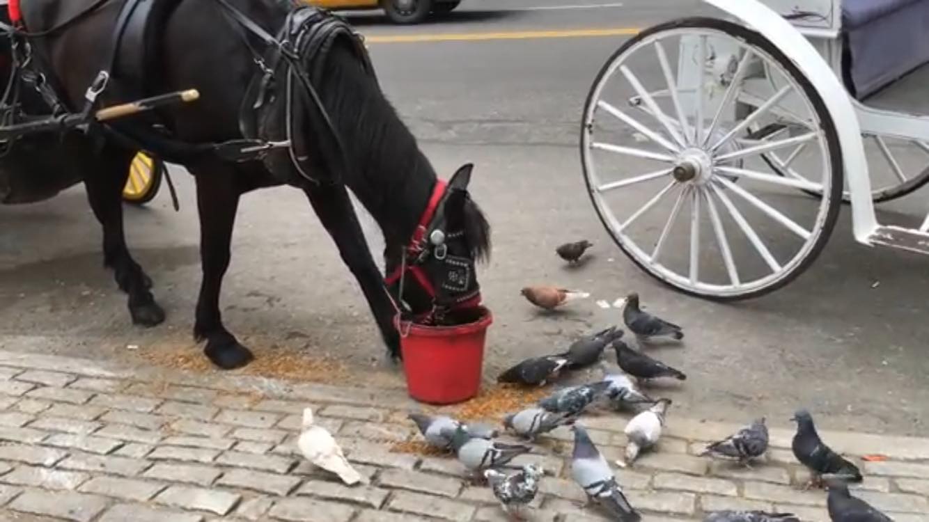 Pigeons eating food shared by kind horse
