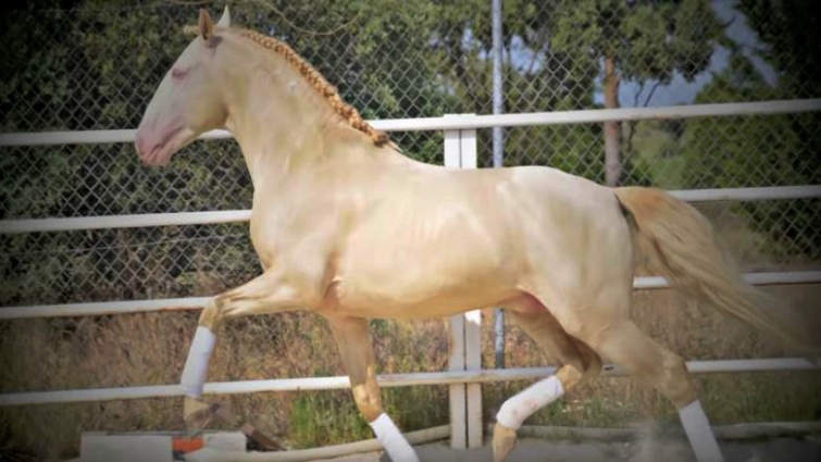 Lusitano stallion displaying powerful movement