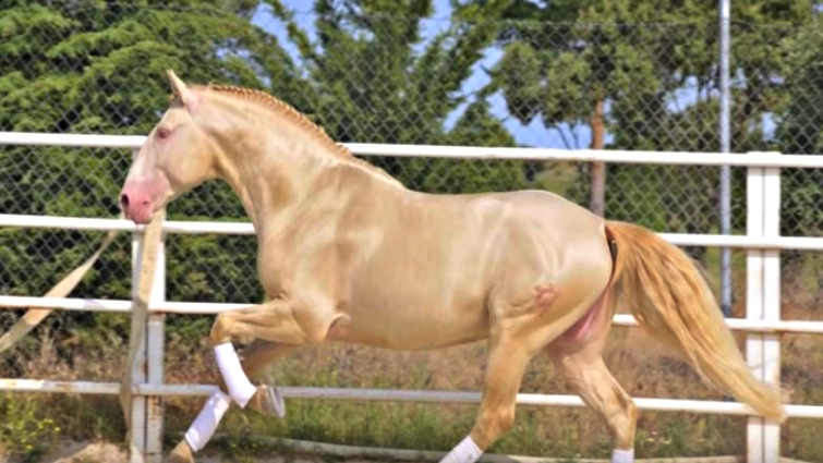 Lusitano horse portrait showing noble features