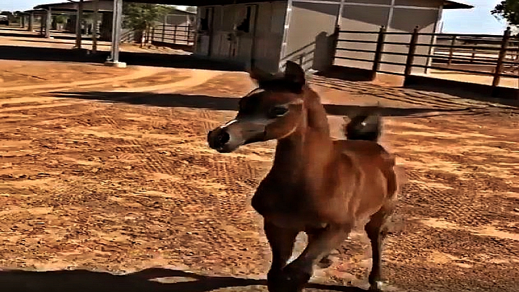 Beautiful Arabian horse on sunny day