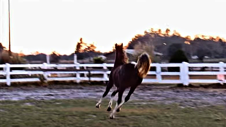 Arabian filly in mid-air movement