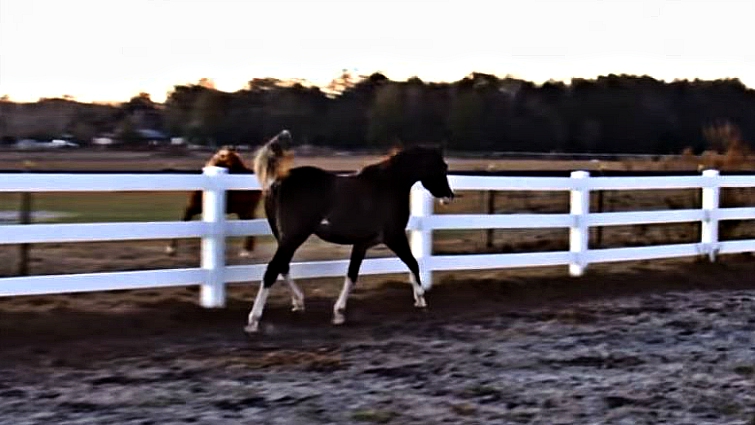 Filly displaying athletic prowess