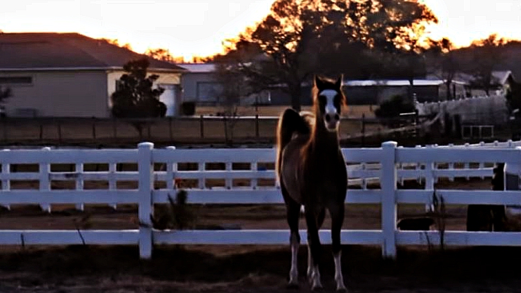 Graceful Arabian filly performance