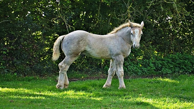 Boulonnais draft horse