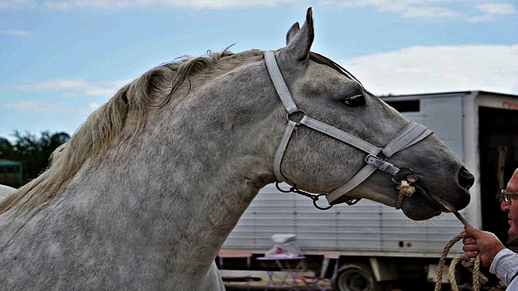Beautiful white Boulonnais