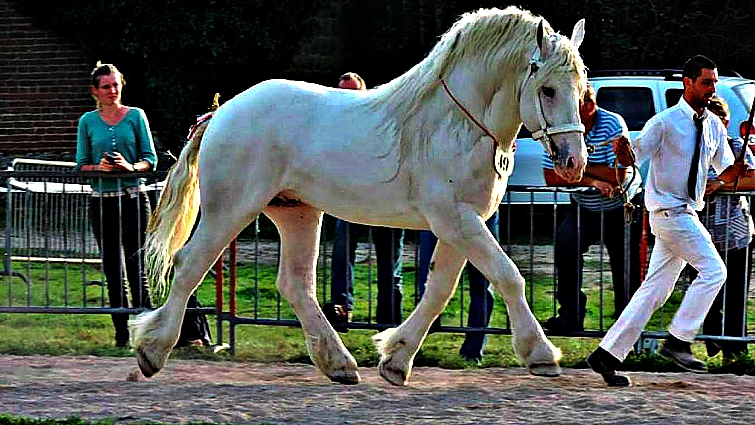 Rare Boulonnais horse breed