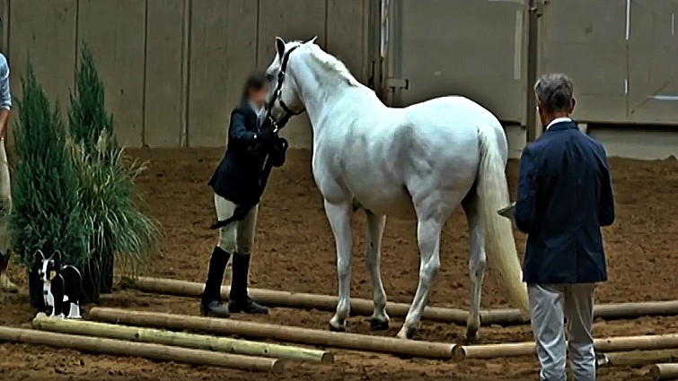Handler attempting to redirect distracted horse