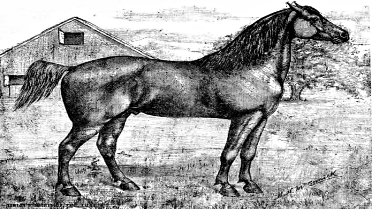 Morgan horse in snow
