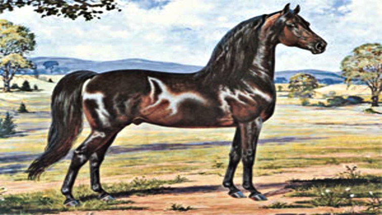 Morgan horse military history
