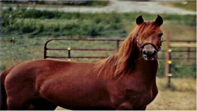 Morgan horse breeding legacy