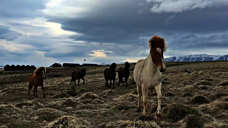 Tourists interacting with Icelandic horses