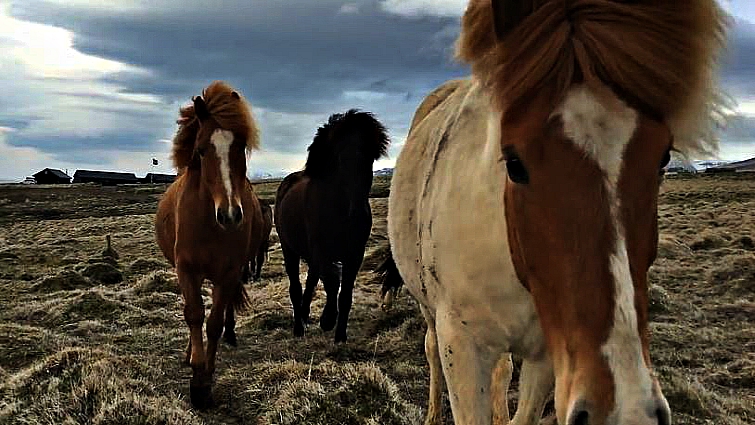 Herd of Icelandic horses walking toward camera