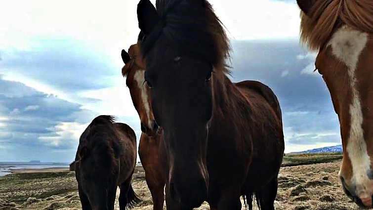 Icelandic horses in natural setting