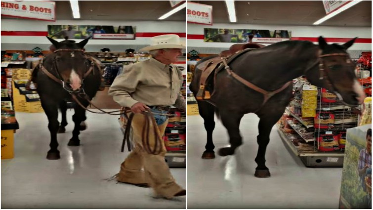 Horse and owner at checkout