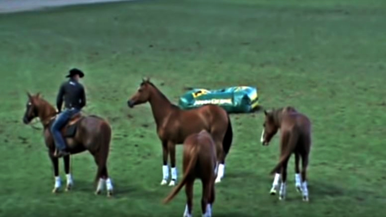 Multiple horses during performance