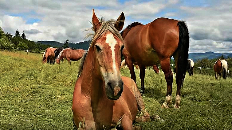 Duchess Sanctuary residents grazing peacefully
