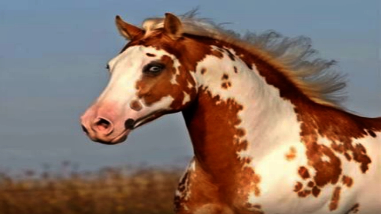 White Paint Horse with pink skin and dark eyes