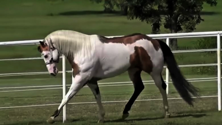 Paint Horse portrait showing distinctive markings