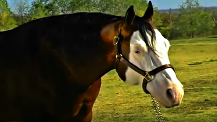Paint Horse displaying vibrant coat pattern