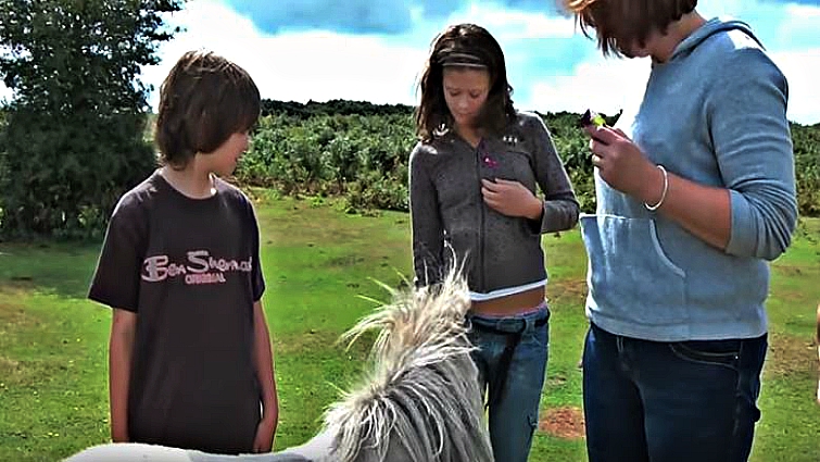 Shetland pony mood