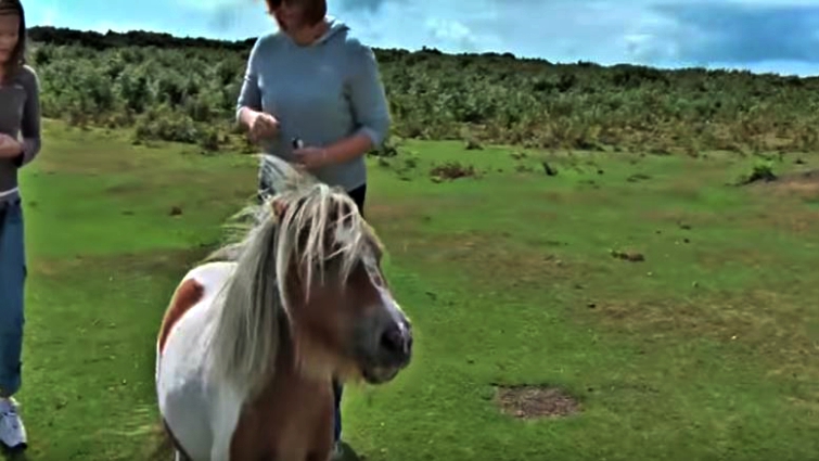Stubborn Shetland pony