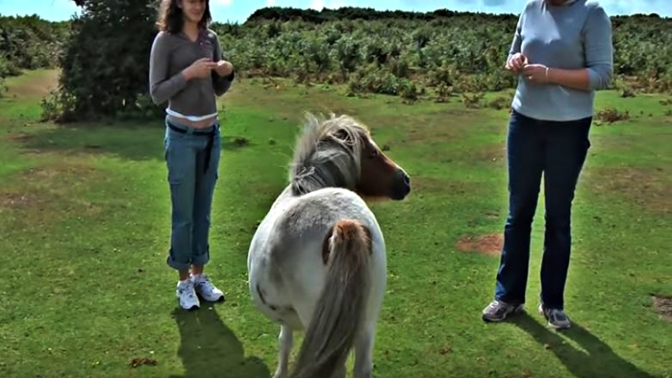 Shetland pony personality