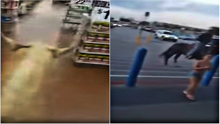 Horse trotting through Walmart aisles