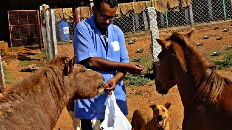 Community-based horse welfare programs