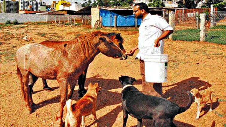 Sandesh Raju's horse rescue organization