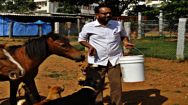Rescued horses receiving care and rehabilitation