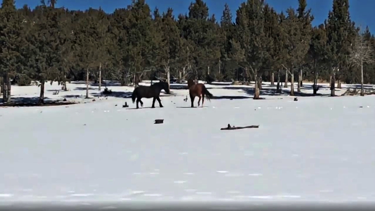 Newborn foal Bodhi with parents