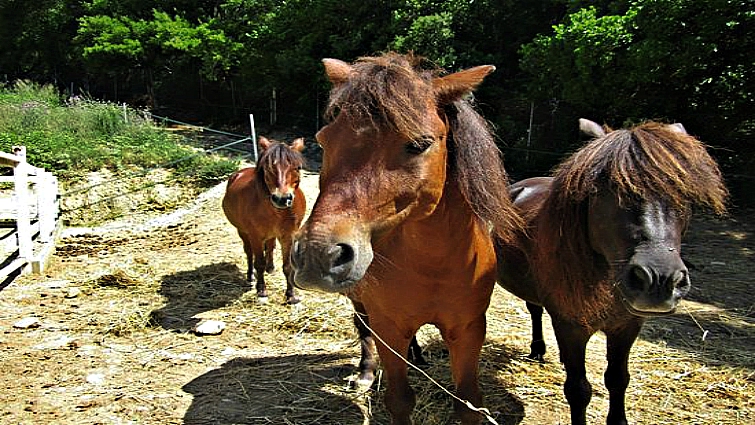 Solid colored Skyrian horse mane