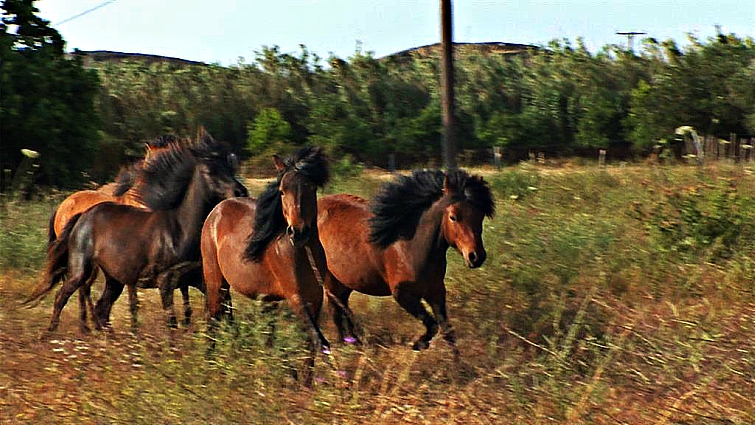Endangered Skyrian horses conservation