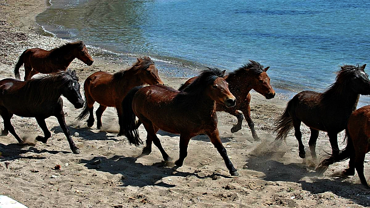 Skyrian horse preservation program Greece