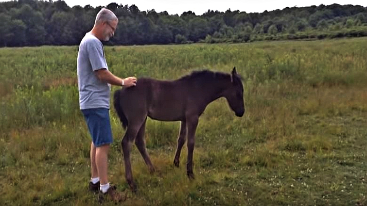 Happy miniature horse getting scratched