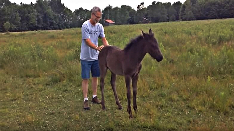 Miniature horse enjoying back scratches