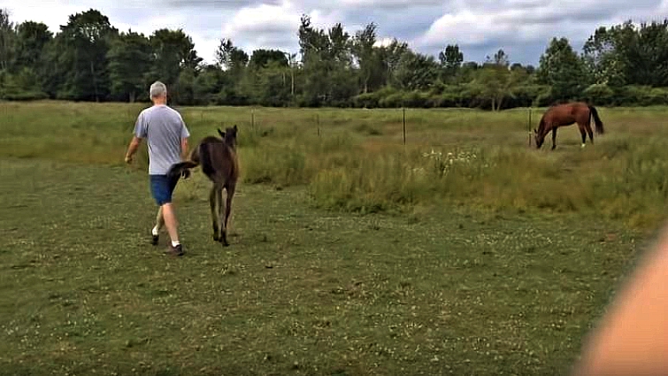 Blissful miniature horse expression