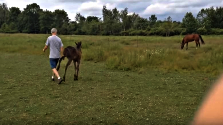 Horse grooming relationship