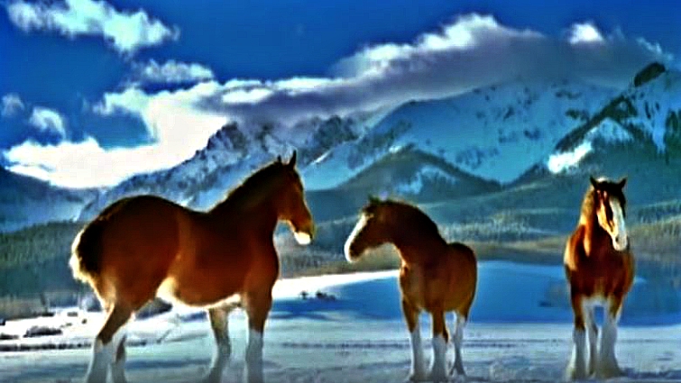 Budweiser Clydesdales in winter setting
