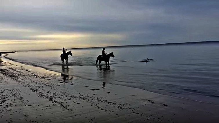 Dolphins swimming near horses on beach