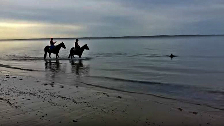 Horses and dolphins together in shallow water