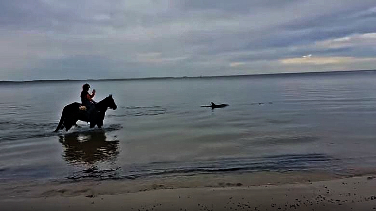 Magical moment of cross-species friendship