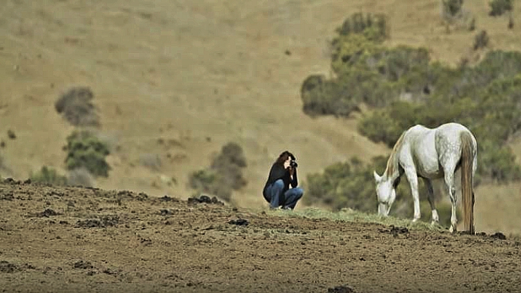 Wild horse family