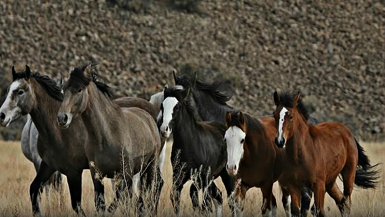 Photographers capturing wild horse moments