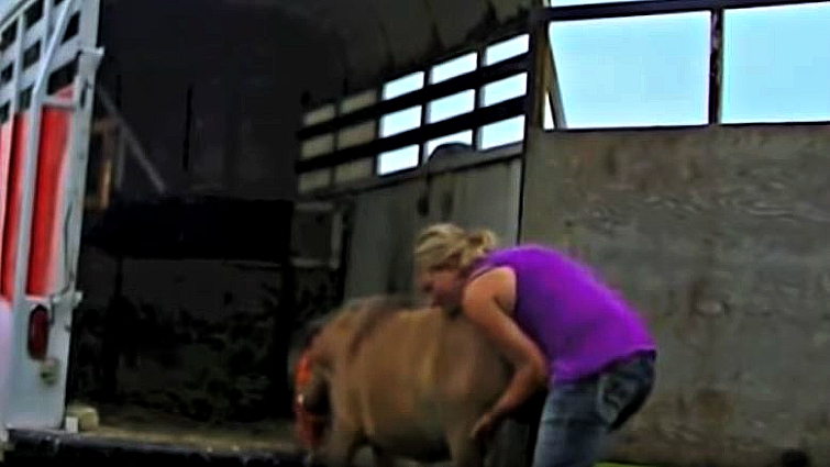 Person with horse at trailer