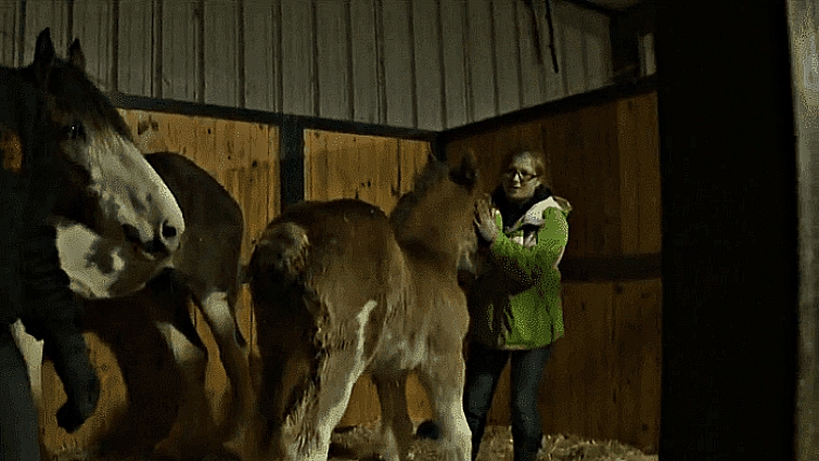 Rescued Clydesdale horses