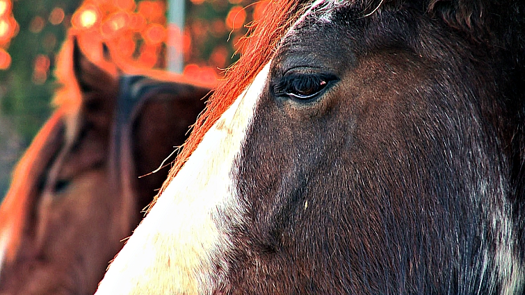 Macon Martin horse rescue hero