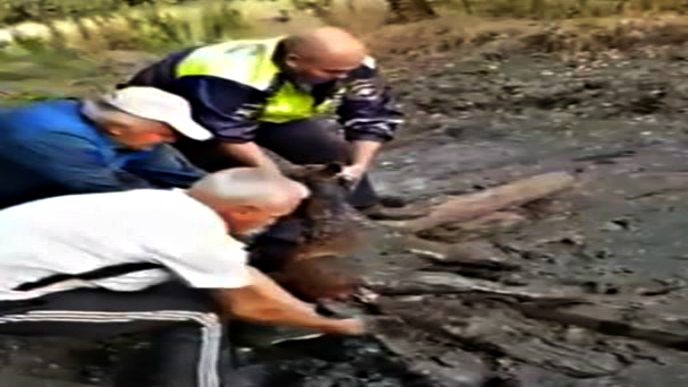 Foal reunited with mother