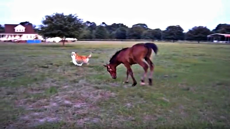 Horse and dog interacting during game